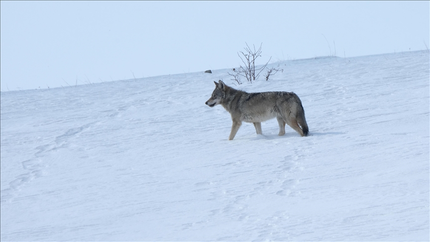 Kars’ta Uydu Vericisi Takılan Kurtların Karda Bıraktığı İzler Bilimsel Olarak İnceleniyor